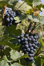 The Grébovka Vineyard