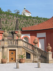 Vineyard at Troja Chateau