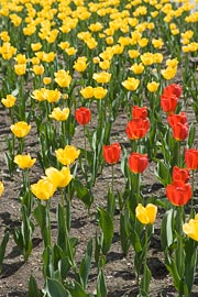 Blooming Tulips